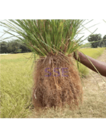 DHYANA - Vetiver Grass Meditation Mat - Image 2
