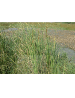 MOKSHA - Sambu Grass Yoga Mat - Image 3