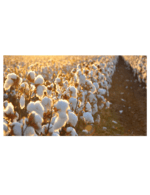 SUTRA - Organic Cotton Herbal Dyed Rug - Yellow - Image 2