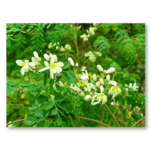 Murungai Idly Powder - 100 g - Image 3