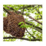 Kombu (Small Bee) Honey | கொம்பு தேன் - 250 g - Image 2